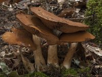 Cortinarius argutus var  fraudulosus 4, Saxifraga-Willem van Kruijsbergen