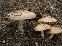 Cortinarius argutus var  fraudulosus 5, Saxifraga-Willem van Kruijsbergen