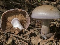 Cortinarius lepidopus 2, Saxifraga-Willem van Kruijsbergen