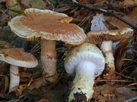 Cortinarius ophiopus 4, Saxifraga-Lucien Rommelaars