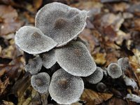 Cortinarius paleifer 10, Paarse pelargoniumgordijnzwam, Saxifraga-Luuk Vermeer