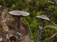 Cortinarius paleifer 2, Paarse pelargoniumgordijnzwam, Saxifraga-Willem van Kruijsbergen