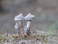 Cortinarius paleifer 7, Paarse pelargoniumgordijnzwam, Saxifraga-Luuk Vermeer