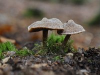 Cortinarius paleifer 9, Paarse pelargoniumgordijnzwam, Saxifraga-Luuk Vermeer