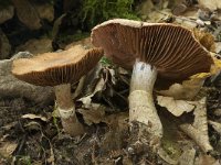 Cortinarius torvus 2, Gelaarsde gordijnzwam, Saxifraga-Willem van Kruijsbergen