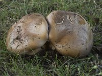 Cortinarius triumphans 3, Prachtgordijnzwam, Saxifraga-Willem van Kruijsbergen