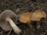 Cortinarius varius 4, Saxifraga-Willem van Kruijsbergen