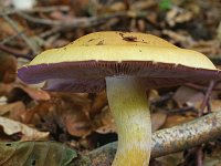 Cortinarius varius 5, Saxifraga-Lucien Rommelaars