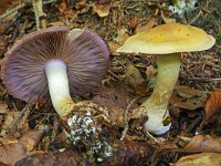 Cortinarius varius 6, Saxifraga-Lucien Rommelaars