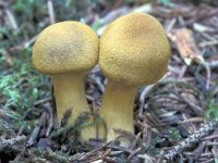 Cortinarius venetus var montanus 1, Saxifraga-Jan de Laat