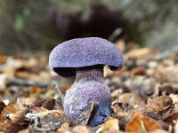 Cortinarius violaceus 19, Violette gordijnzwam, Saxifraga-Luuk Vermeer