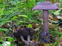 Cortinarius violaceus sp violaceus 2, Saxifraga-Lucien Rommelaars