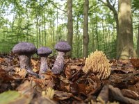 Cortinarius violaceus 13, Violette Gordijnzwam, Saxifraga-Luuk Vermeer