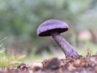 Cortinarius violaceus 14, Violette gordijnzwam, Saxifraga-Luuk Vermeer