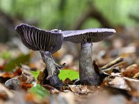 Cortinarius violaceus 16, Violette gordijnzwam, Saxifraga-Luuk Vermeer