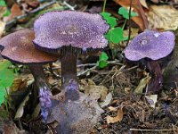 Cortinarius violaceus sp violaceus 4, Saxifraga-Lucien Rommelaars