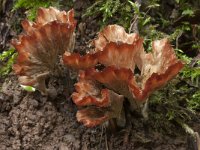 Cotylidia pannosa 9, Bundelkorsttrechtertje, Saxifraga-Willem van Kruijsbergen