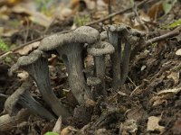 Craterellus cinereus 2, Grijze trechtercantharel, Saxifraga-Willem van Kruijsbergen