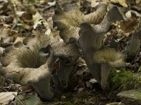 Craterellus cornucopioides 13, Hoorn-van-overvloed, Saxifraga-Willem van Kruijsbergen