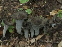 Craterellus cornucopioides 4, Hoorn-van-overvloed, Saxifraga-Willem van Kruijsbergen