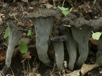 Craterellus cornucopioides 6, Hoorn-van-overvloed, Saxifraga-Willem van Kruijsbergen