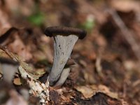 Craterellus cornucopioides 9, Hoorn-van-overvloed, Saxifraga-Luuk Vermeer