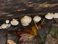 Crepidotus mollis 3, Week Oorzwammetje, Saxifraga-Peter Meininger