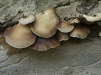 Crepidotus mollis 4, Week oorzwammetje, Saxifraga-Willem van Kruijsbergen