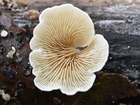 Crepidotus variabilis 11, Wit oorzwammetje, Saxifraga-Luuk Vermeer