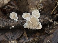 Crepidotus variabilis 17, Wit oorzwammetje, Saxifraga-Willem van Kruijsbergen