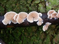 Crepidotus variabilis 3, Wit oorzwammetje, Saxifraga-Peter Meininger