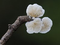 Crepidotus variabilis 6, Wit oorzwammetje, Saxifraga-Luuk Vermeer