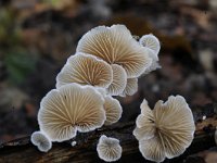 Crepidotus variabilis 7, Wit oorzwammetje, Saxifraga-Luuk Vermeer