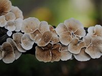 Crepidotus variabilis 8, Wit oorzwammetje, Saxifraga-Luuk Vermeer