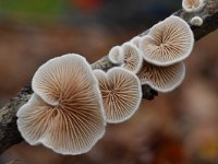 Crepidotus variabilis 12, Wit oorzwammetje, Saxifraga-Luuk Vermeer