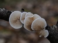 Crepidotus variabilis 15, Wit oorzwammetje, Saxifraga-Luuk Vermeer