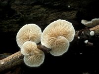 Crepidotus variabilis 2, Wit oorzwammetje, Saxifraga-Jan de Laat