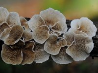 Crepidotus variabilis 9, Wit oorzwammetje, Saxifraga-Luuk Vermeer