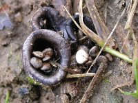 Cyathus olla 11, Bleek nestzwammetje, Saxifraga-Peter Meininger