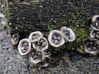 Cyathus olla 6, Bleek nestzwammetje, Saxifraga-Luuk Vermeer