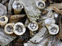 Cyathus olla 7, Bleek nestzwammetje, Saxifraga-Luuk Vermeer