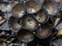 Cyathus striatus 10, Gestreept nestzwammetje, Saxifraga-Luuk Vermeer