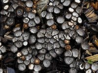 Cyathus striatus 11, Gestreept nestzwammetje, Saxifraga-Luuk Vermeer