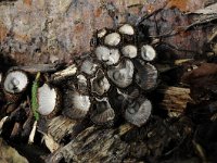 Cyathus striatus 12, Gestreept nestzwammetje, Saxifraga-Luuk Vermeer