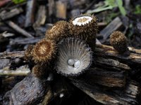 Cyathus striatus 14, Gestreept nestzwammetje, Saxifraga-Luuk Vermeer