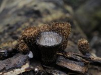 Cyathus striatus 15, Gestreept nestzwammetje, Saxifraga-Luuk Vermeer