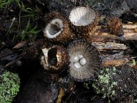 Cyathus striatus 16, Gestreept nestzwammetje, Saxifraga-Luuk Vermeer