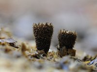 Cyathus striatus 17, Gestreept nestzwammetje, Saxifraga-Luuk Vermeer