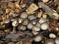 Cyathus striatus 18, Gestreept nestzwammetje, Saxifraga-Luuk Vermeer