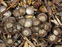 Cyathus striatus 3, Gestreept nestzwammetje, Saxifraga-Luuk Vermeer